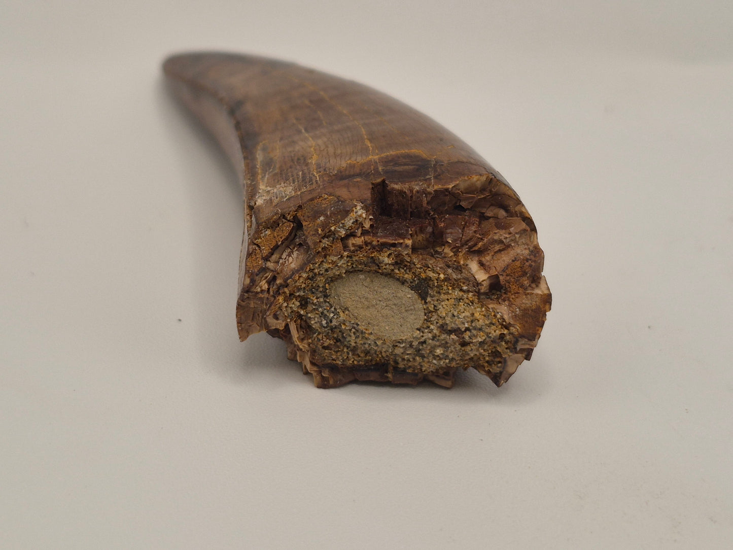 3.04" tyrannosaur Tooth(Judith River)