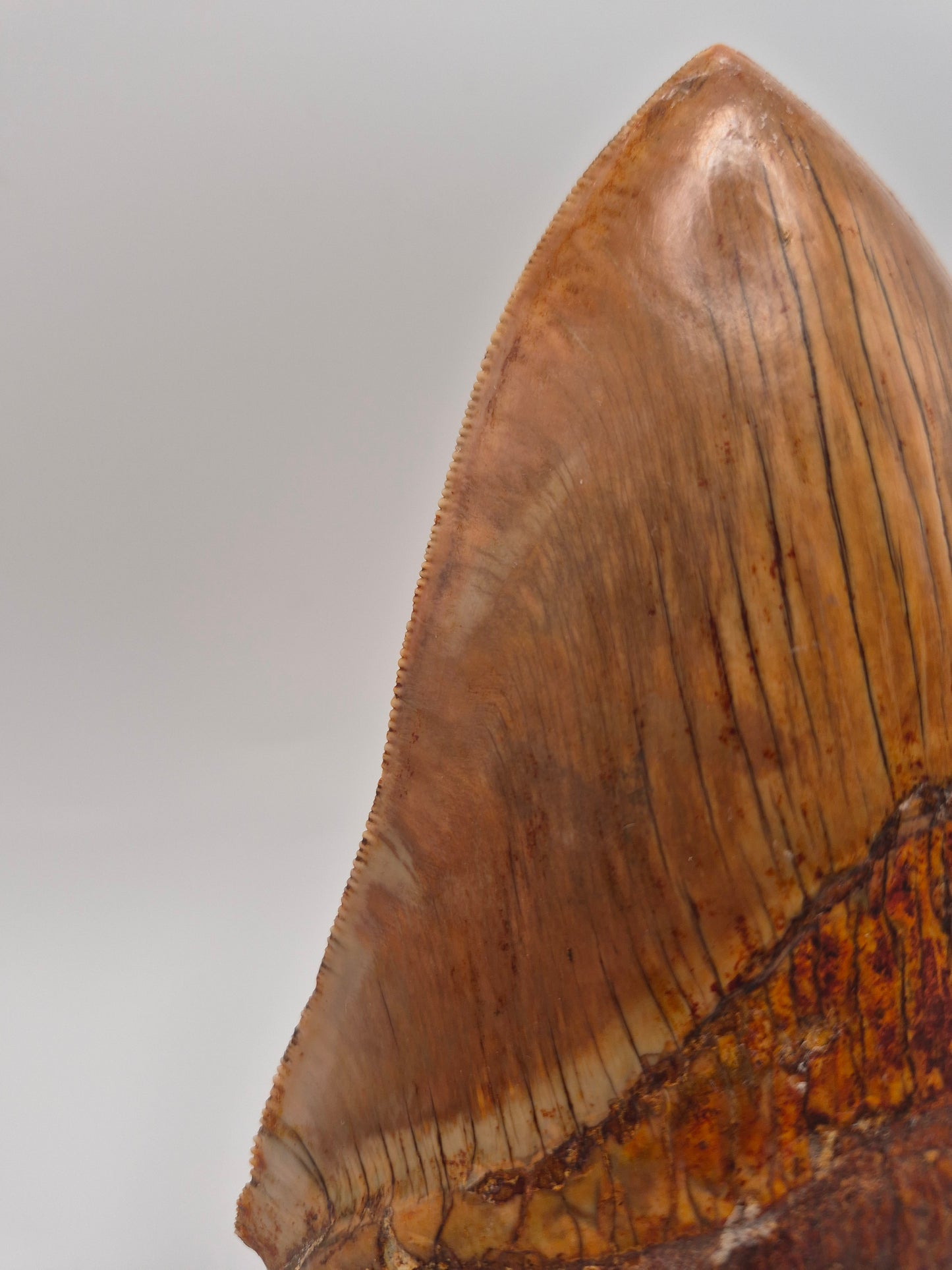 6.02" Megalodon Tooth(Indonesia)