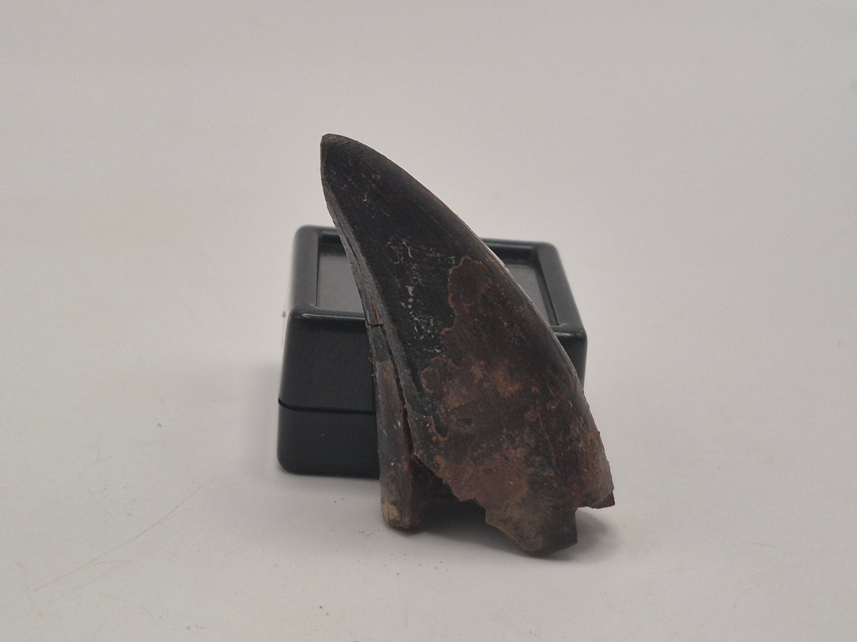 1.68" Tyrannosaur Premax Tooth (Judith River)