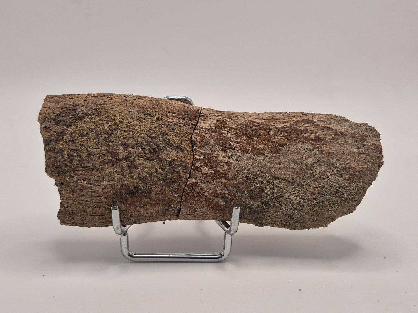 4.9" Dinosaur Rib Bone (Judith River)