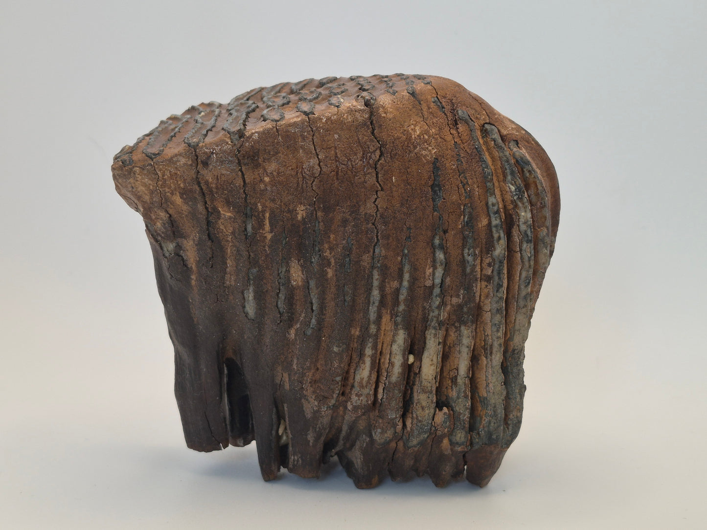 4.5" Mammoth Molar(Alaska)