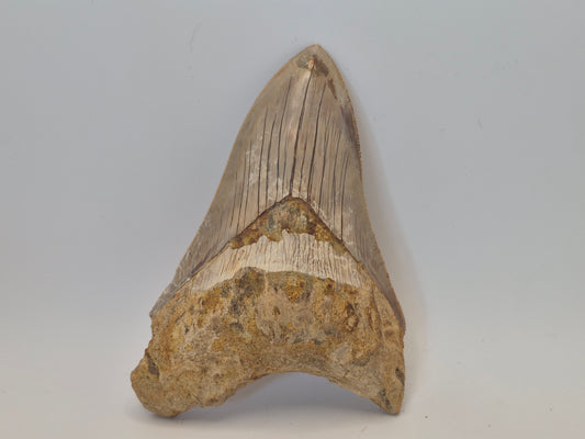 5" Megalodon Tooth(Indonesia)