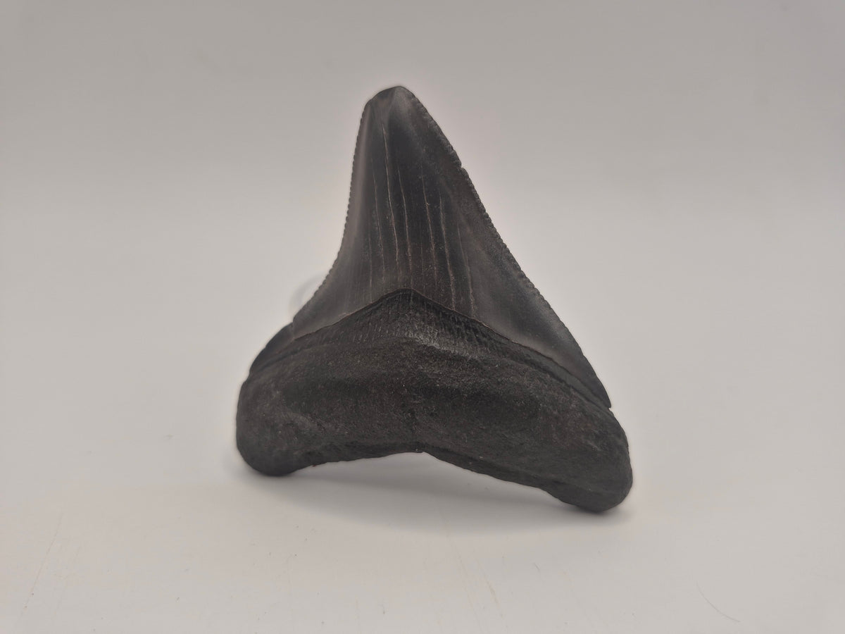 2.68" Megalodon Tooth (Georgia)