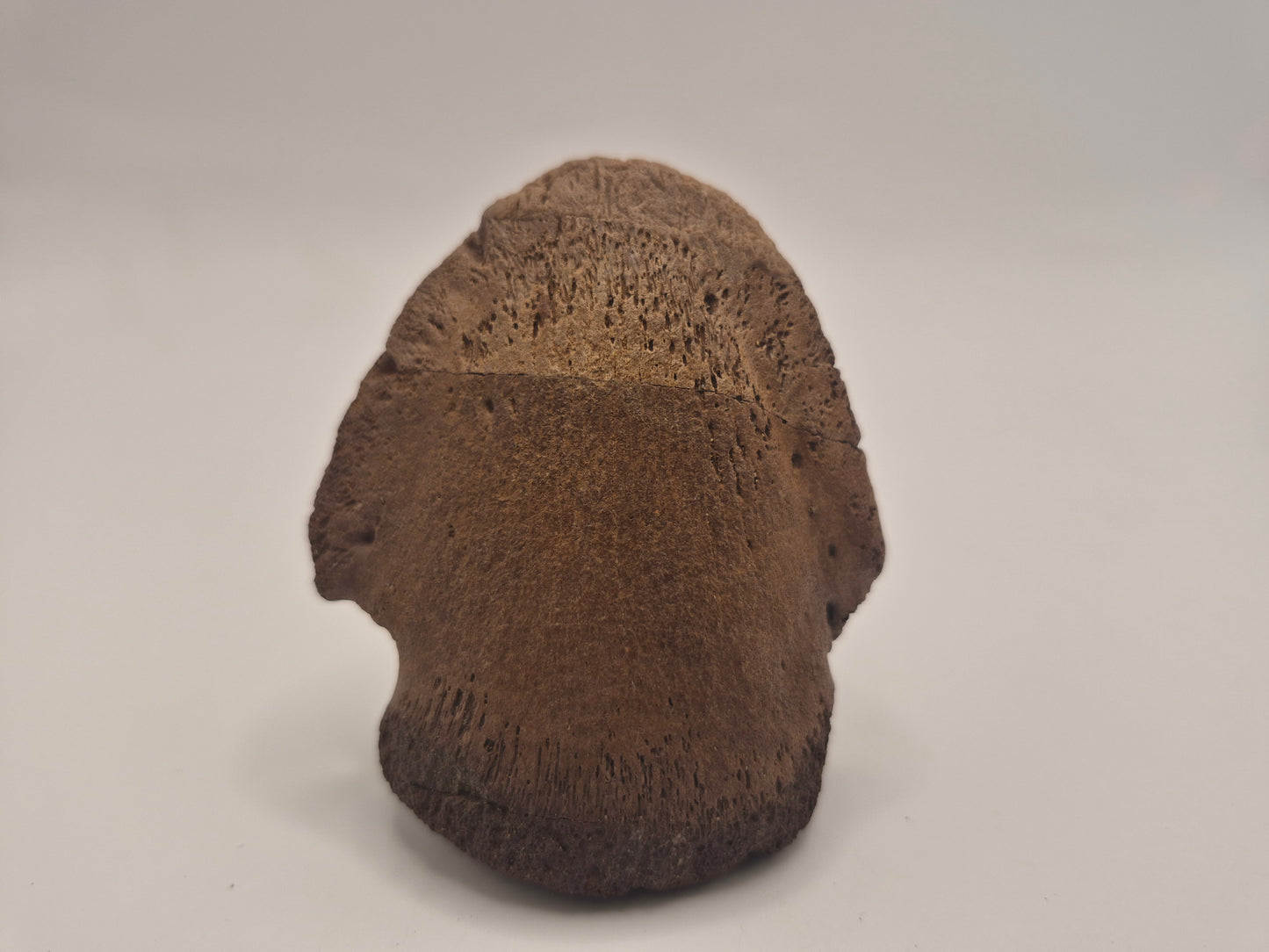 2.69" Hadrosaur Ungual (Judith River)