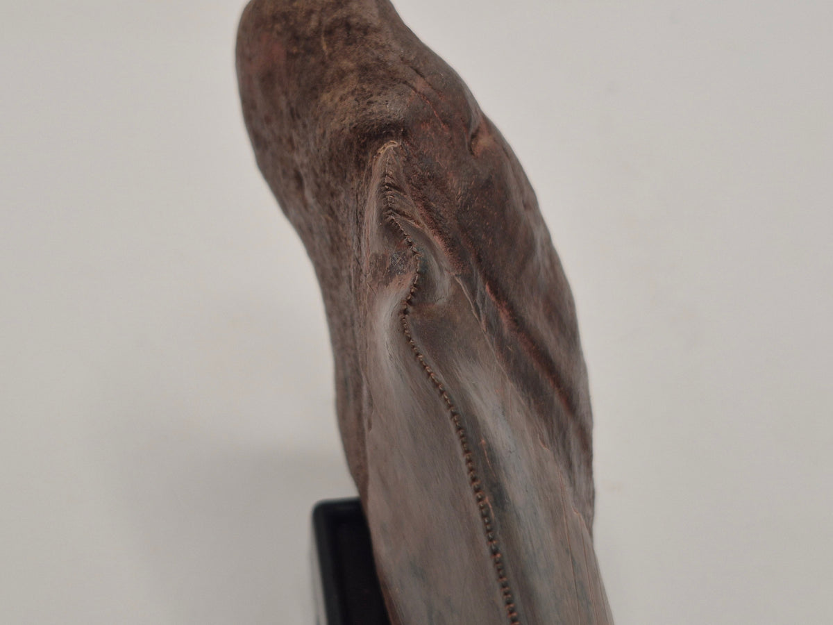 5.61" Half Megalodon tooth (Georgia)