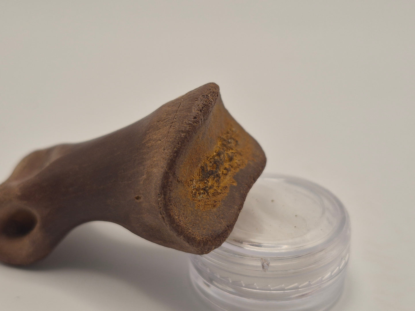 2.15" Juvenile Tyrannosaur Toe Bone(Judith River)