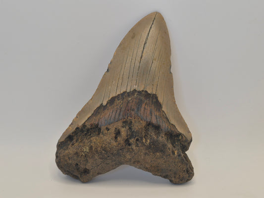 4.76" Megalodon Tooth(North carolina)
