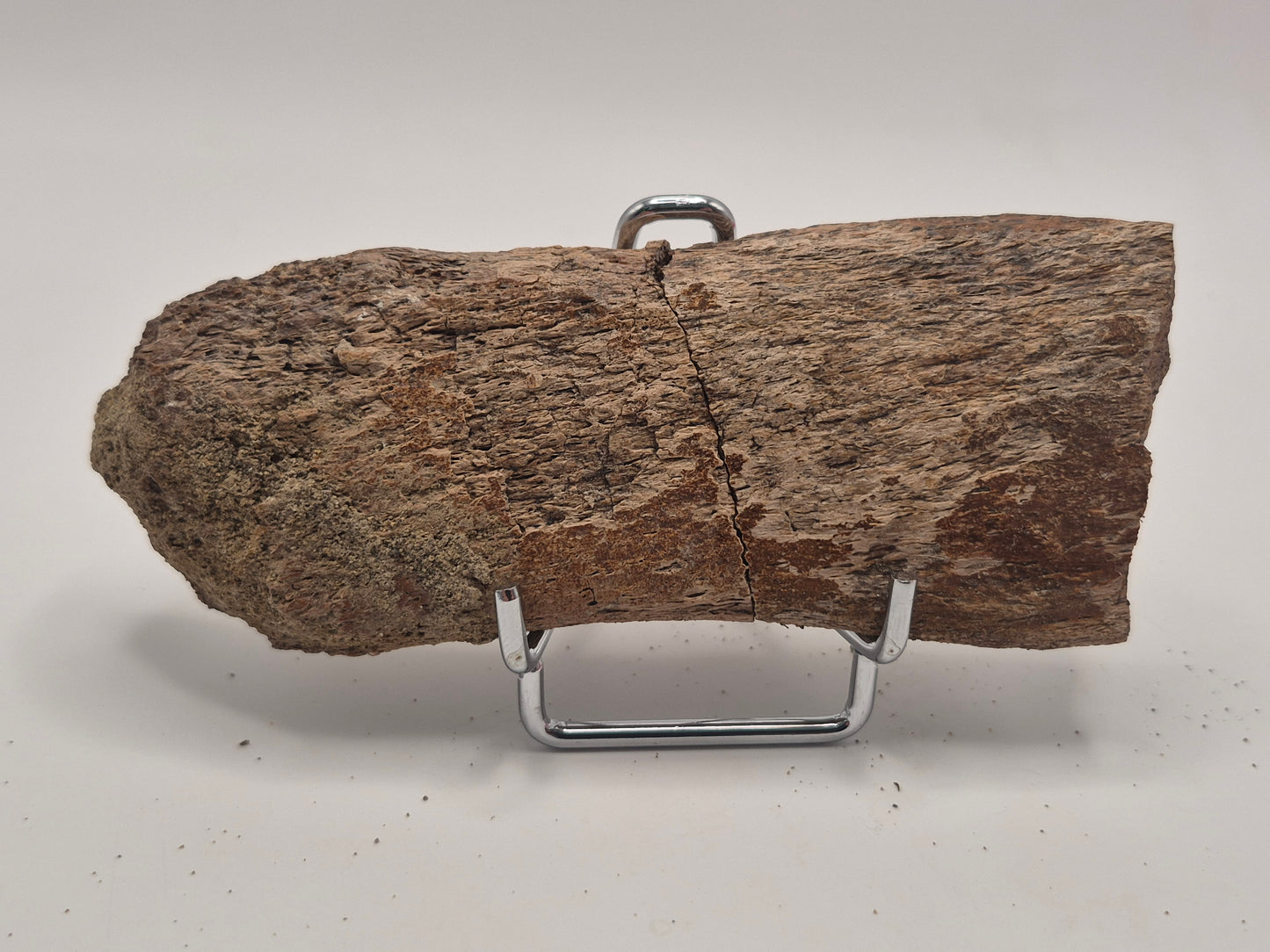 4.9" Dinosaur Rib Bone (Judith River)