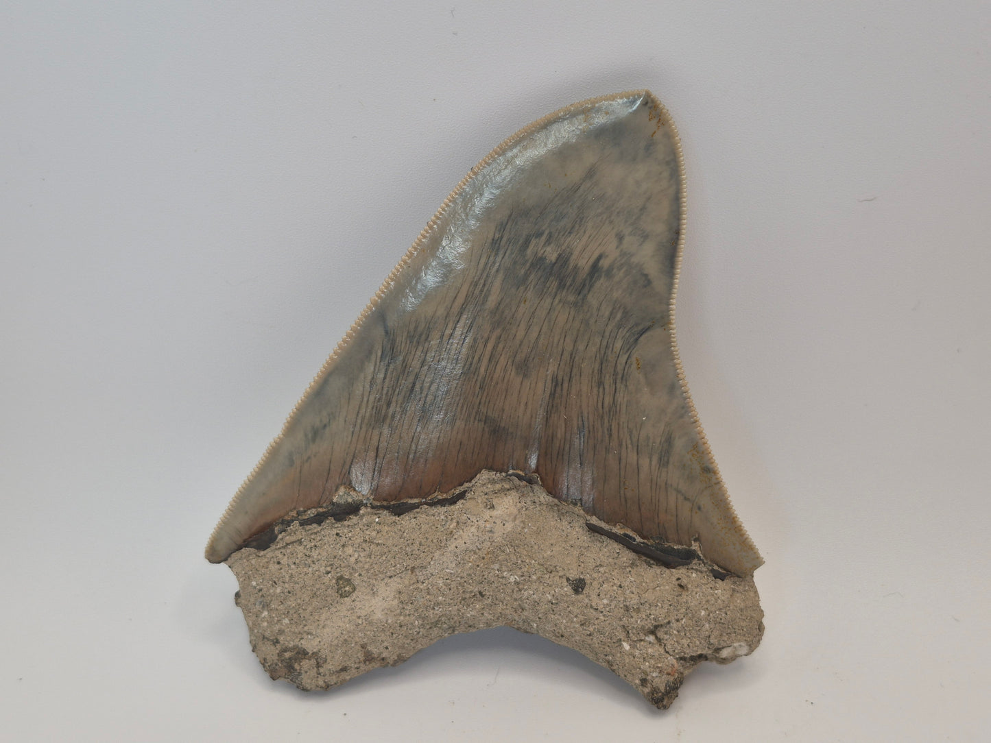 4.25" Megalodon Tooth(Indonesia)