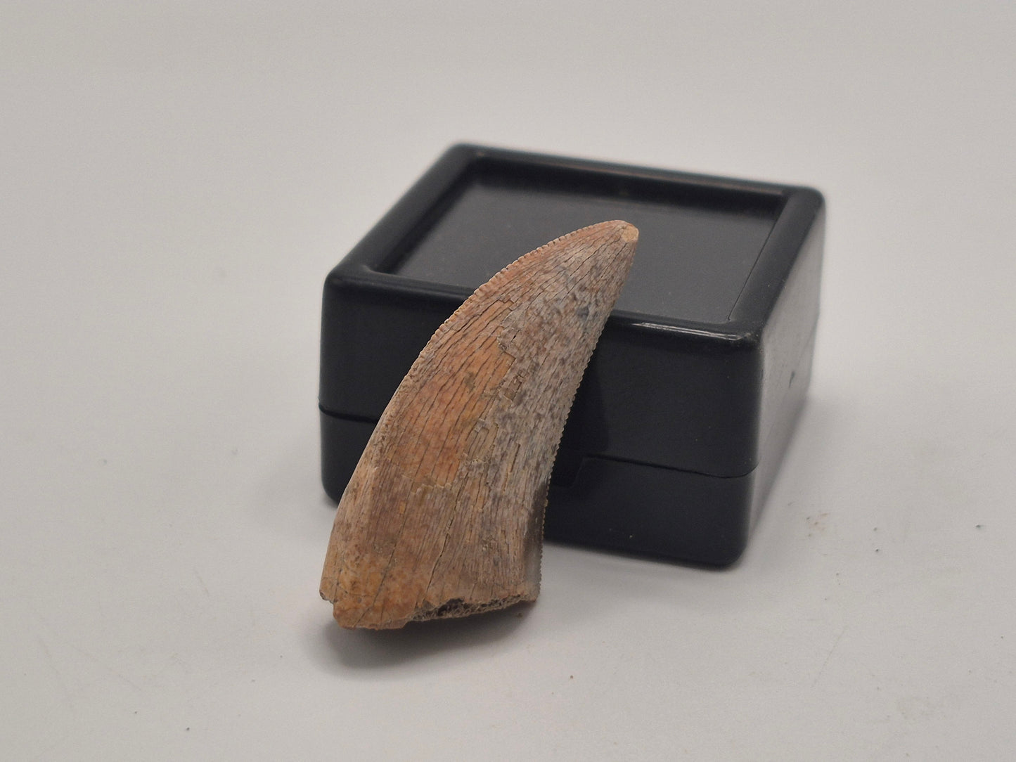 1.19" Tyrannosaur Tooth (Judith River)