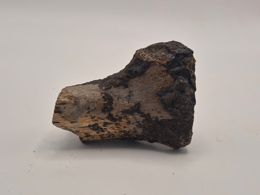 2.97" Theropod Limb Bone (Judith River)