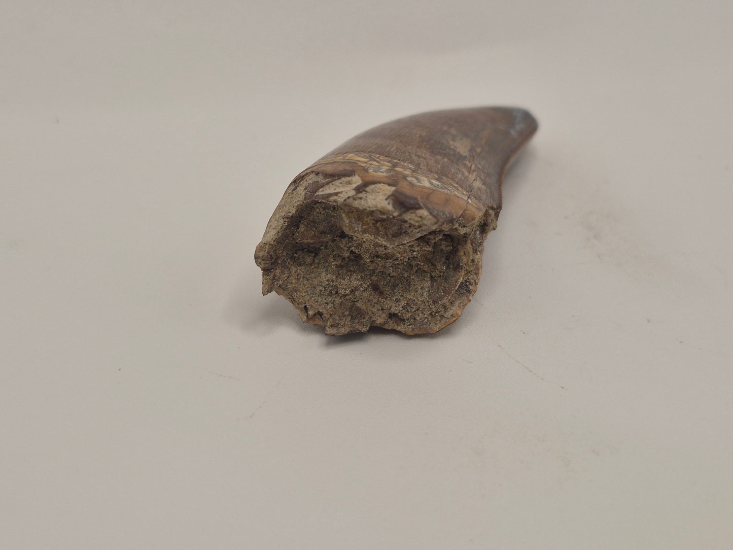 2.29 Tyrannosaur Tooth(Judith River)