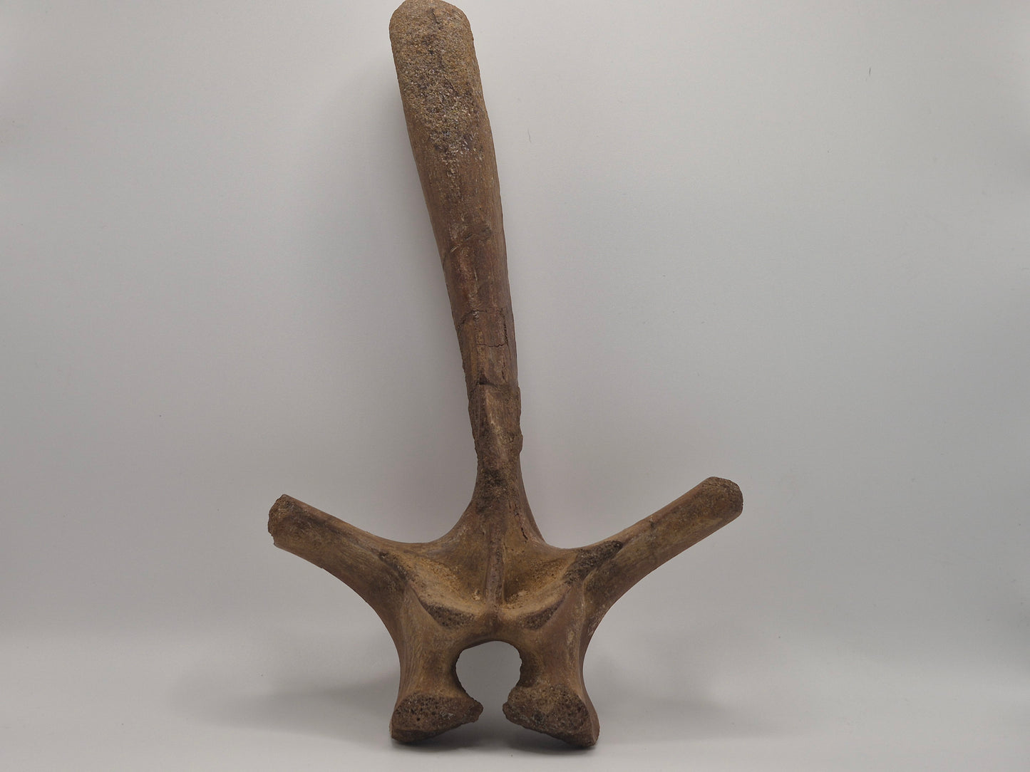 10.6" Ceratopsian indet. Dorsal Vertebra (D3–D6)(Judith River)