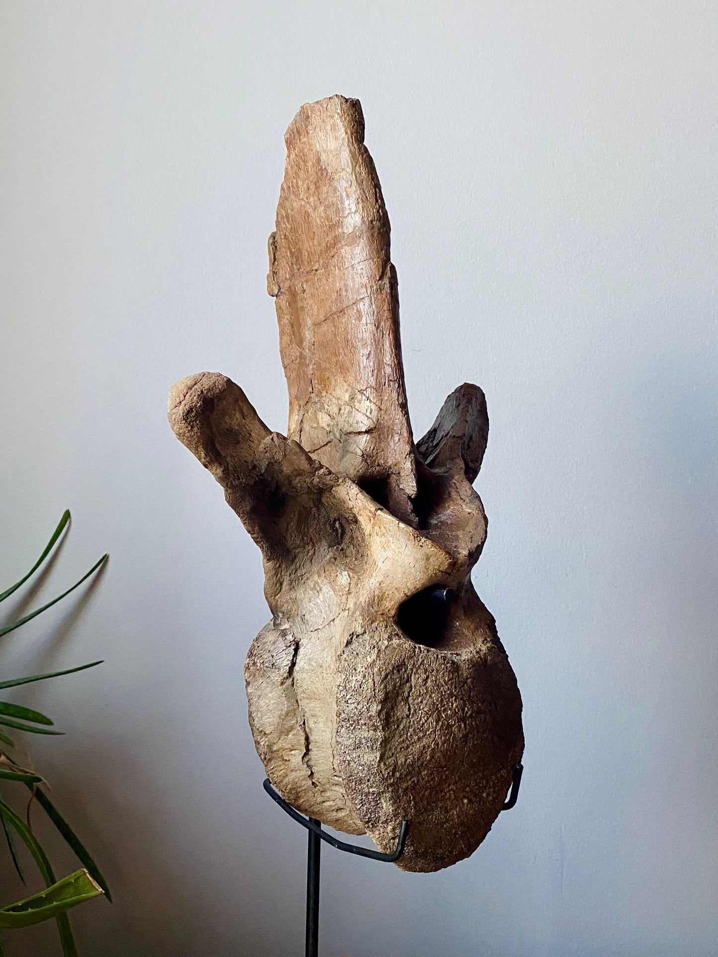 14.5" Tyrannosaurus Vertebrae (Judith River)