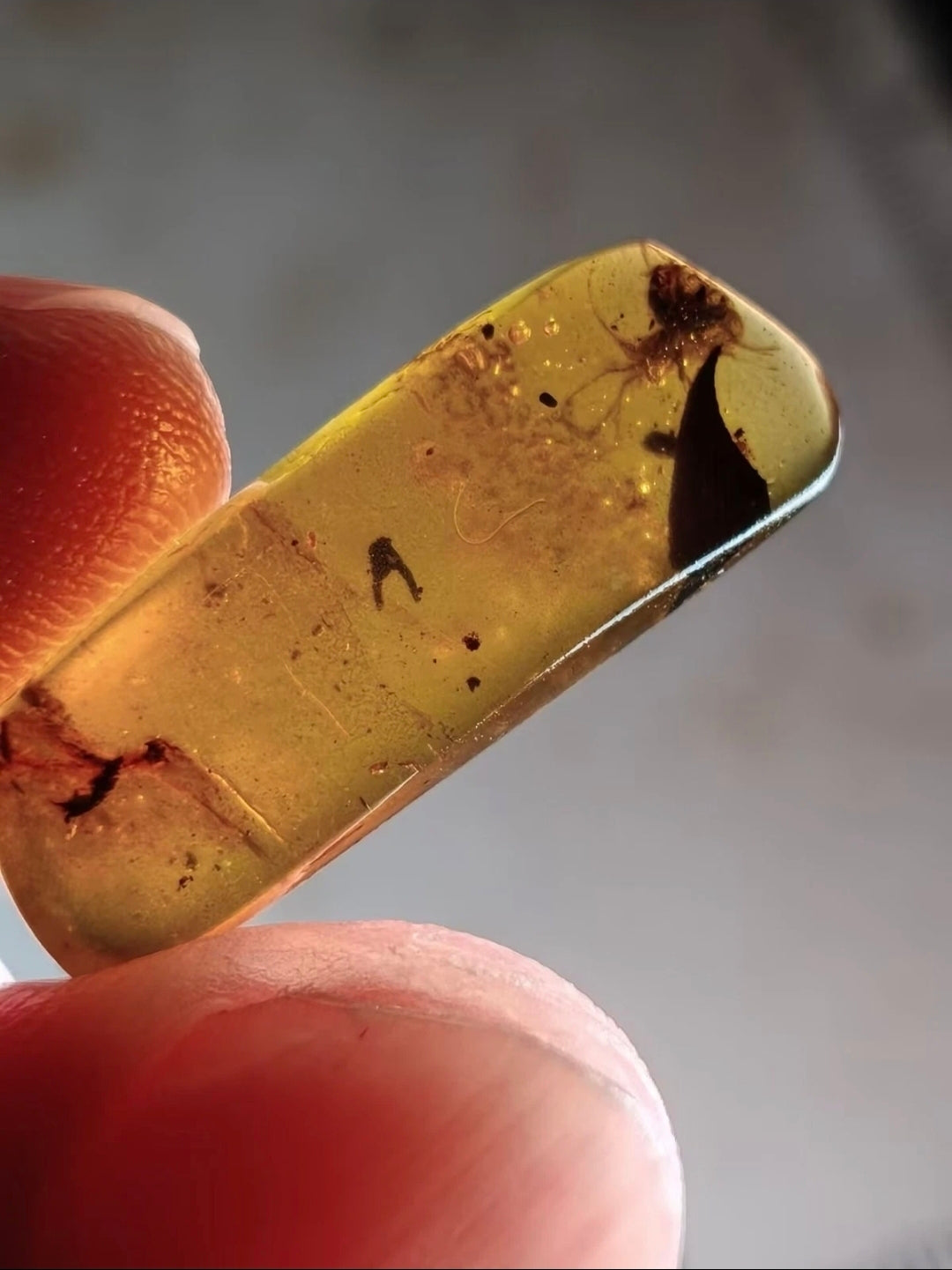 Tick And Snow Fleas in Burmese Amber