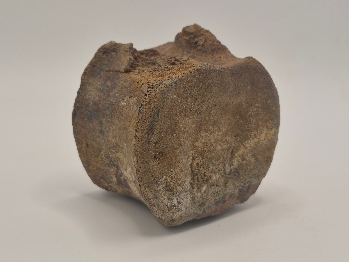 3" Hadrosaur Vertebrae (Judith River)