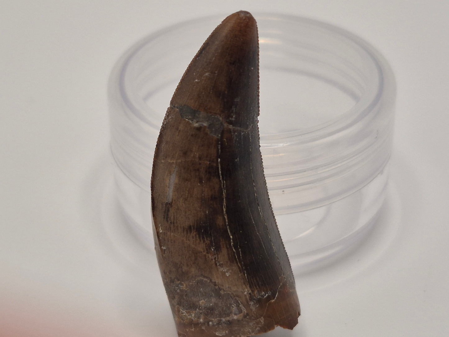 1.57" Tyrannosaur Tooth(Judith Tooth)