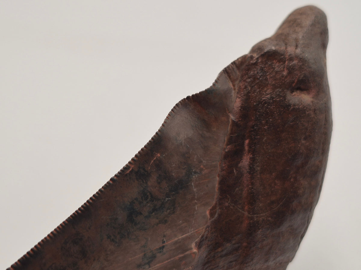 5.61" Half Megalodon tooth (Georgia)