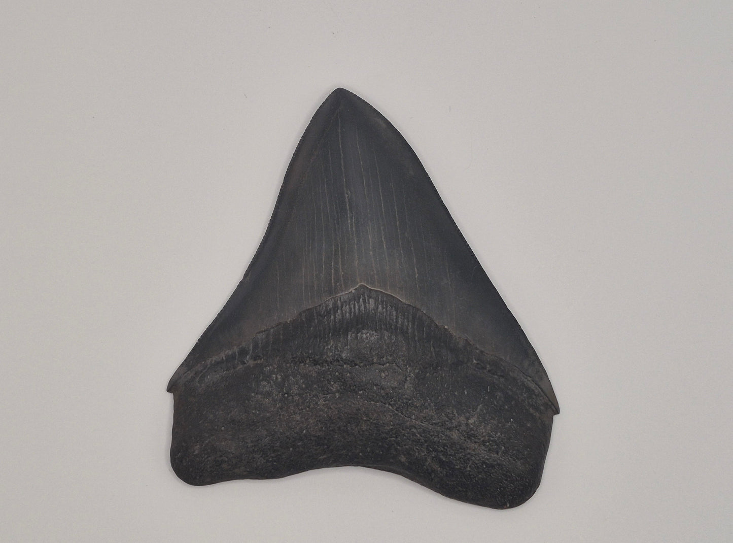 3.89" Megalodon Tooth(Georgia)