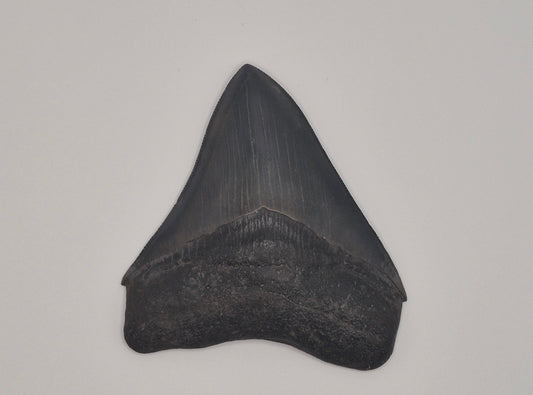 3.89" Megalodon Tooth(Georgia)