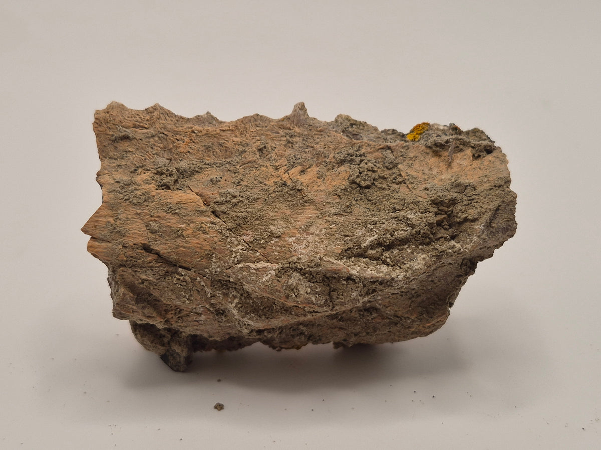2.82" Hadrosaur Jaw (Judith River)