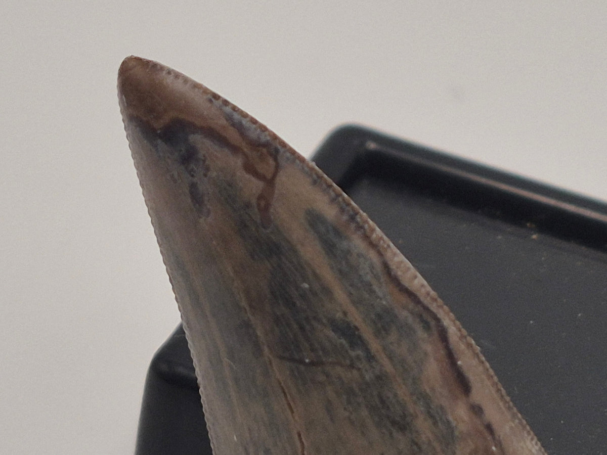 1.76" Tyrannosaur Tooth (Judith River)