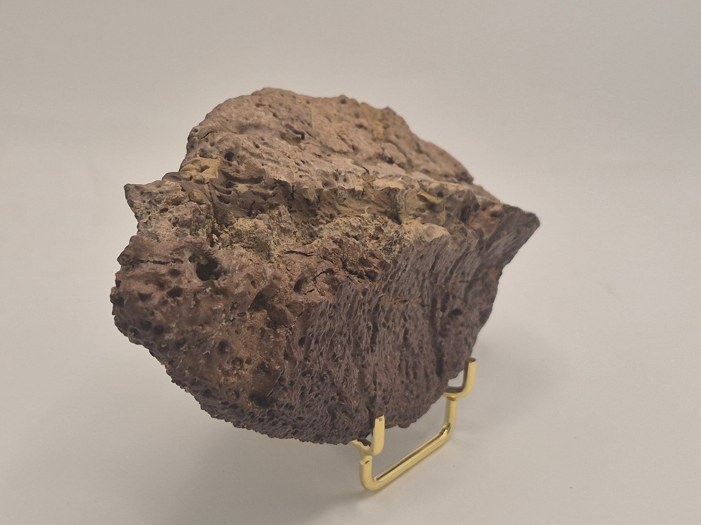 6.2" Ankylosaurus Scute (Judith River)