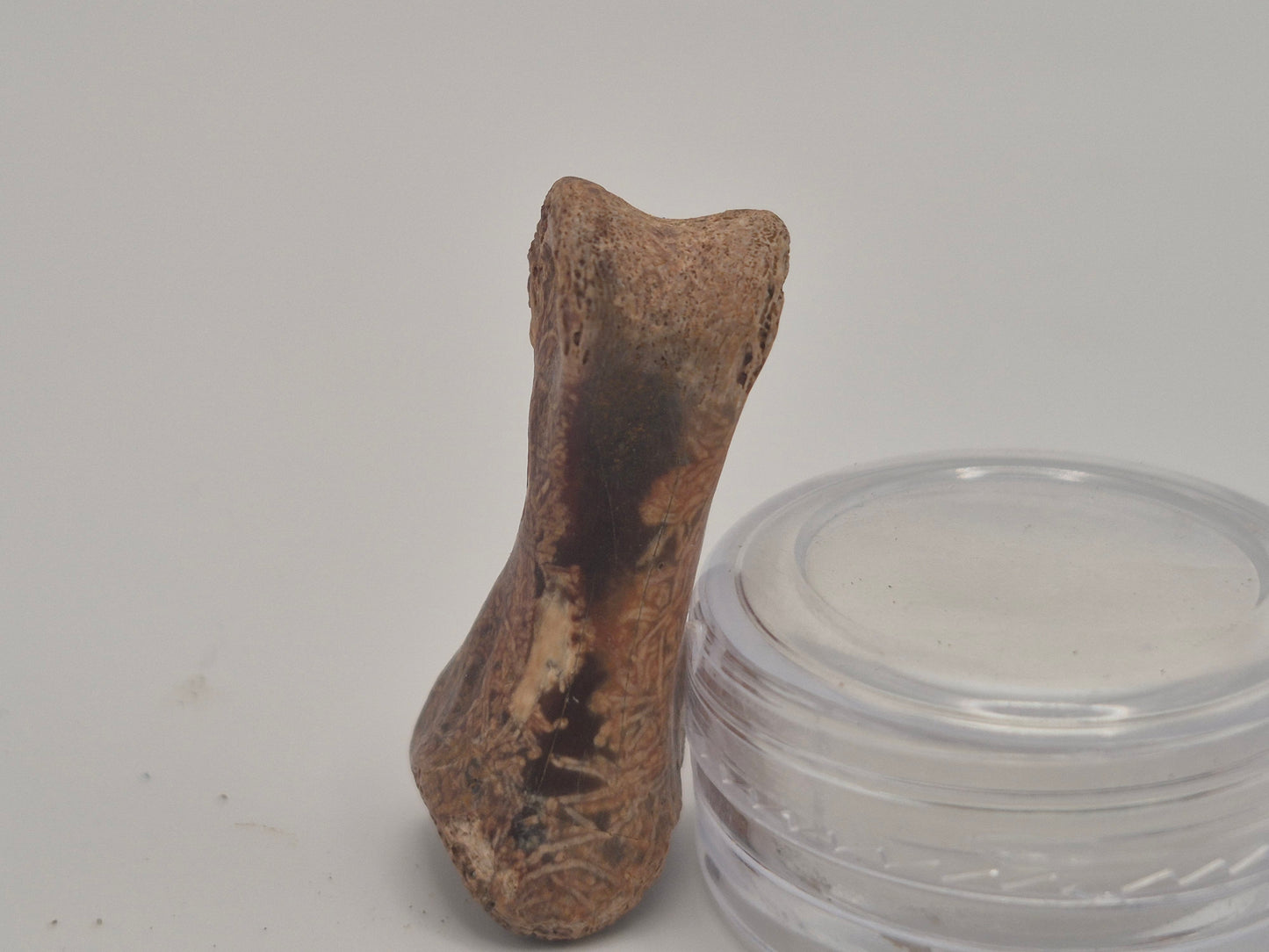 1.66" Troodon? Toe Bone Set(Judith River)