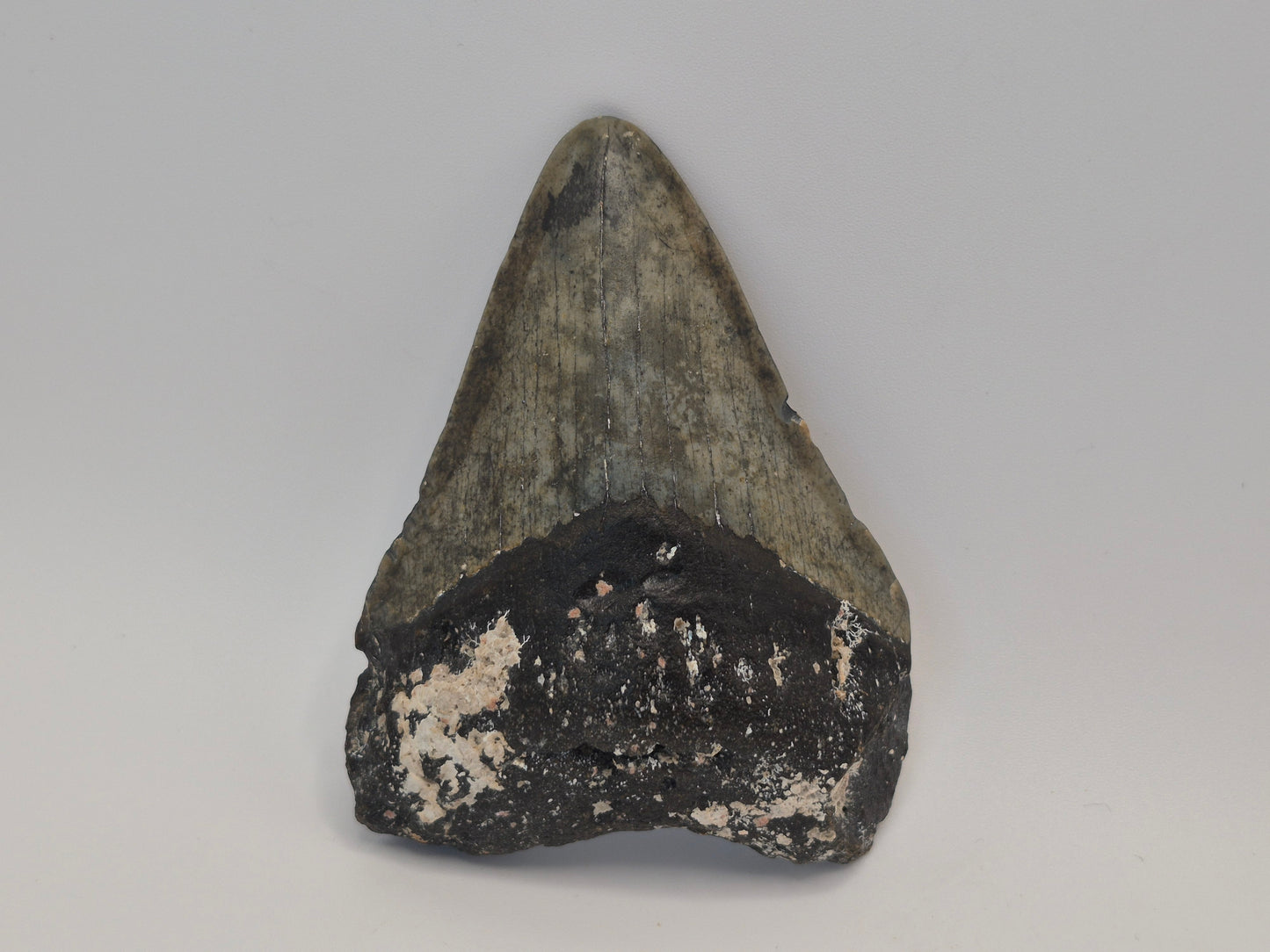 3.58" Megalodon Tooth (North Carolina)