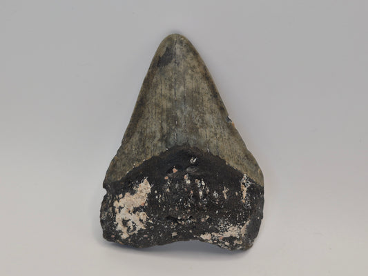 3.58" Megalodon Tooth (North Carolina)