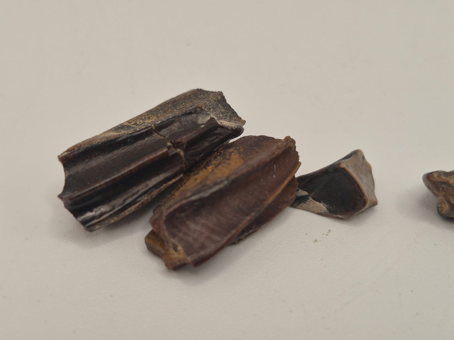 Bundle of 5 Hadrosaur Teeth