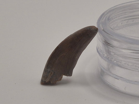 0.79" Dromaeosaurus Raptor Tooth (Judith River)