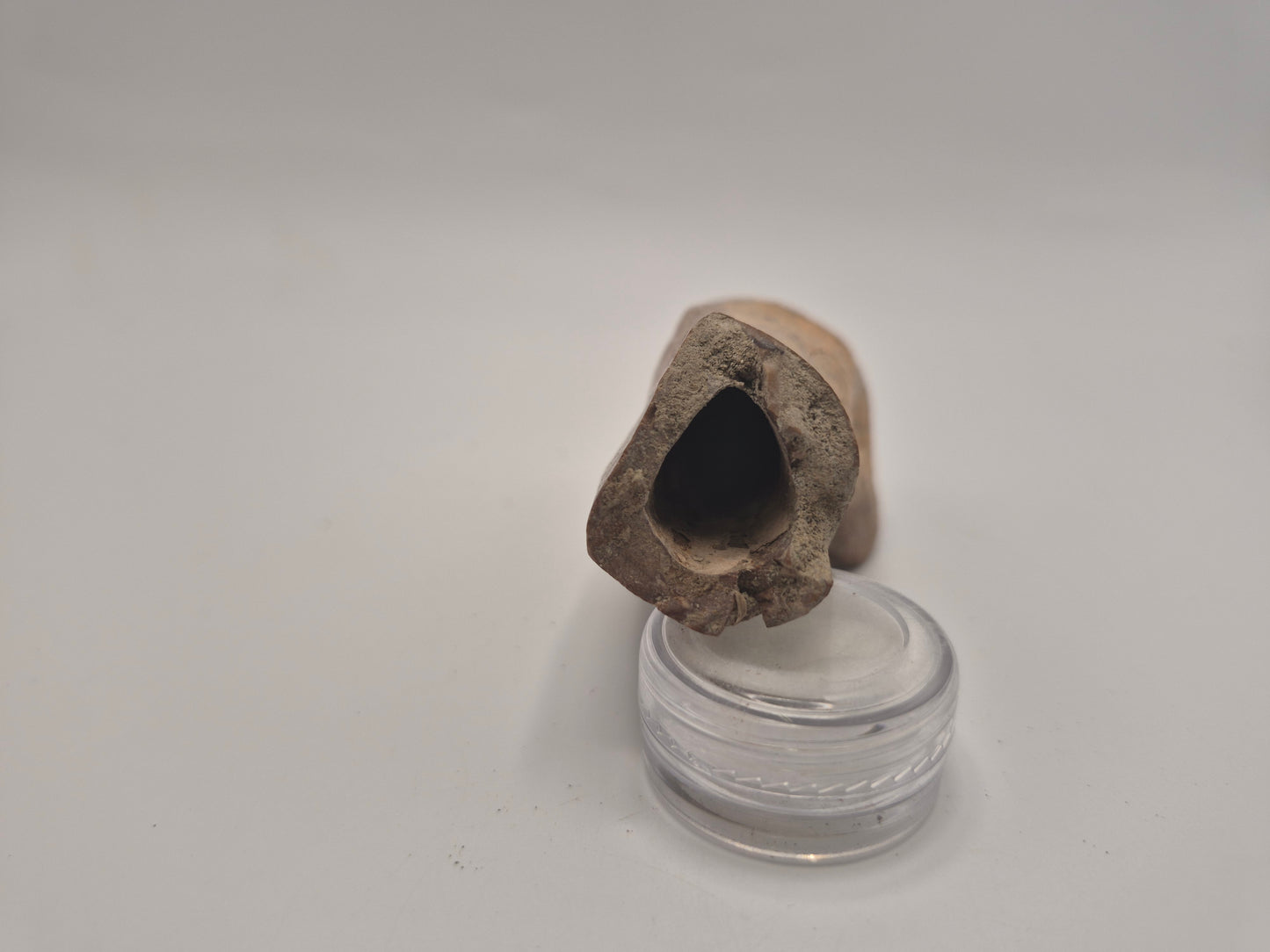 3" Theropod Limb Bone (Judith River)