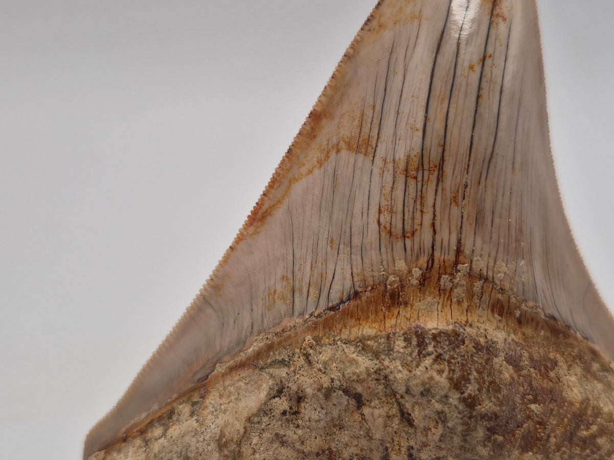 3.63" Megalodon Tooth (Indonesia)