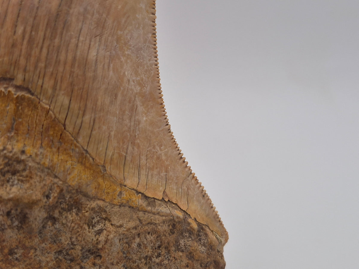 4.15" Megalodon Tooth (Indonesia)