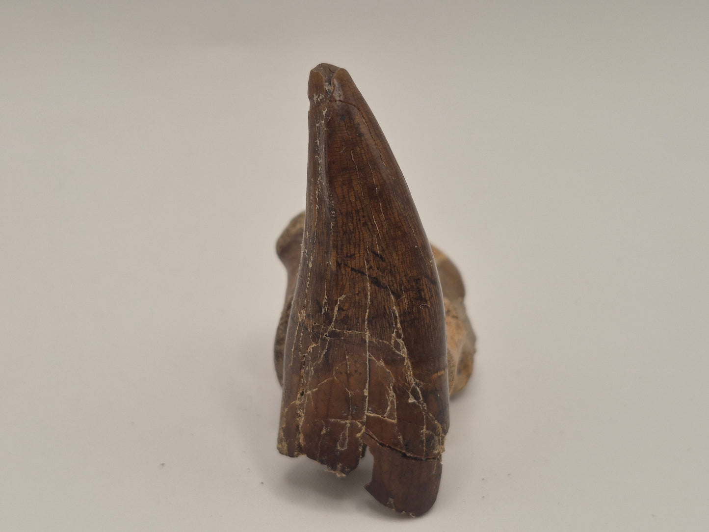 2.25" Tyrannosaurus Premax Tooth (Judith River)