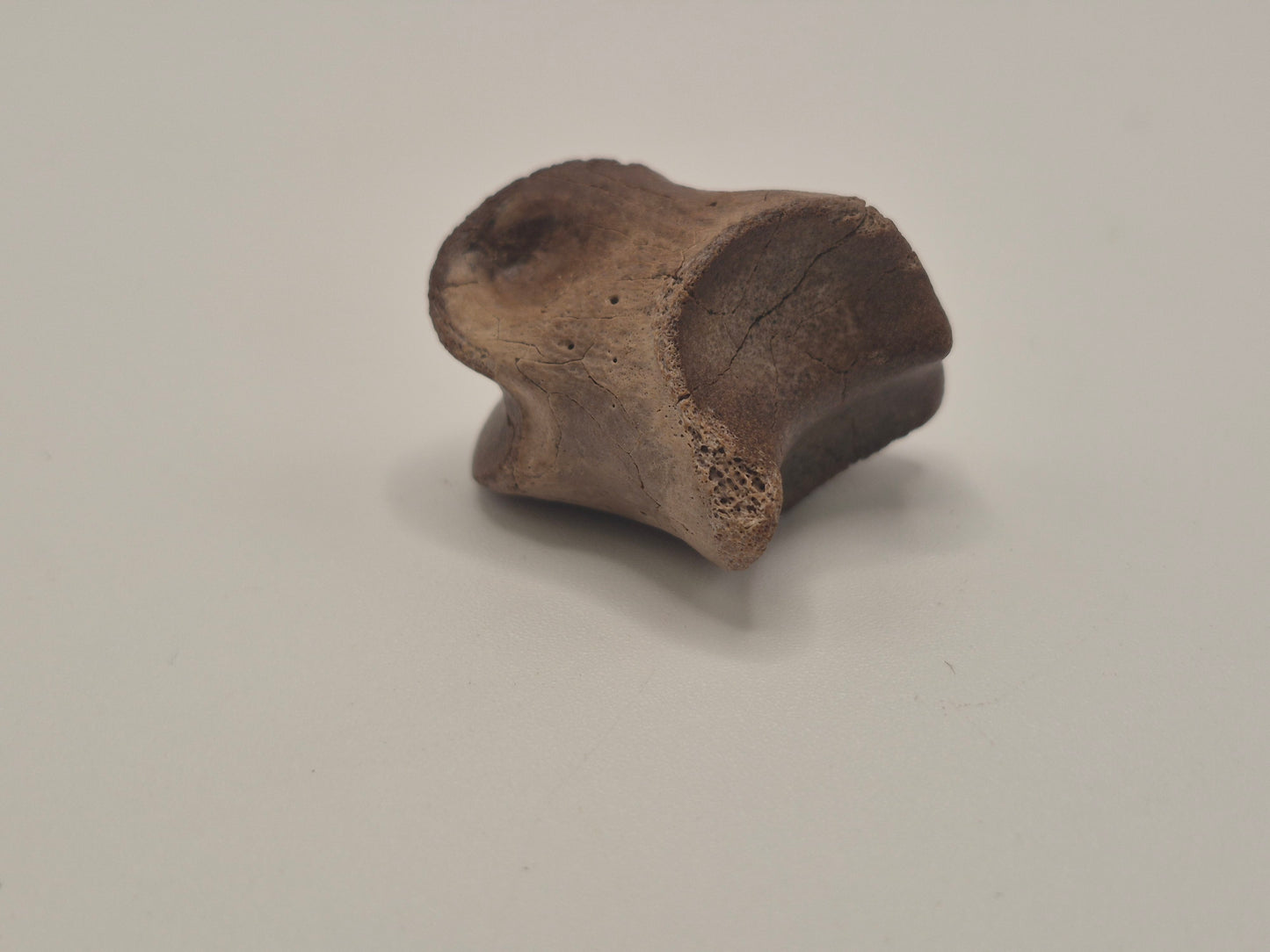 1.1" Ceratopsian Indet. Pedal phalanx (Judith River)