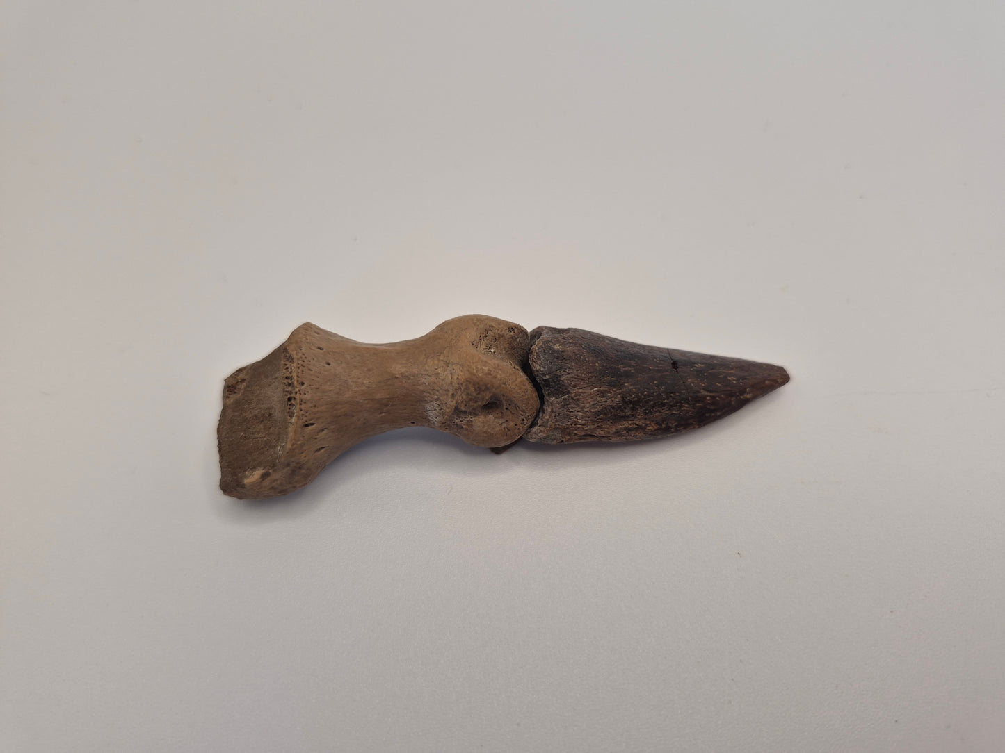 3.8" Turtle Finger/Claw (Judith River)