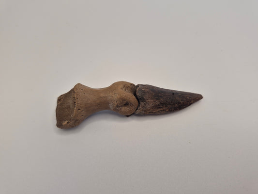 3.8" Turtle Finger/Claw (Judith River)