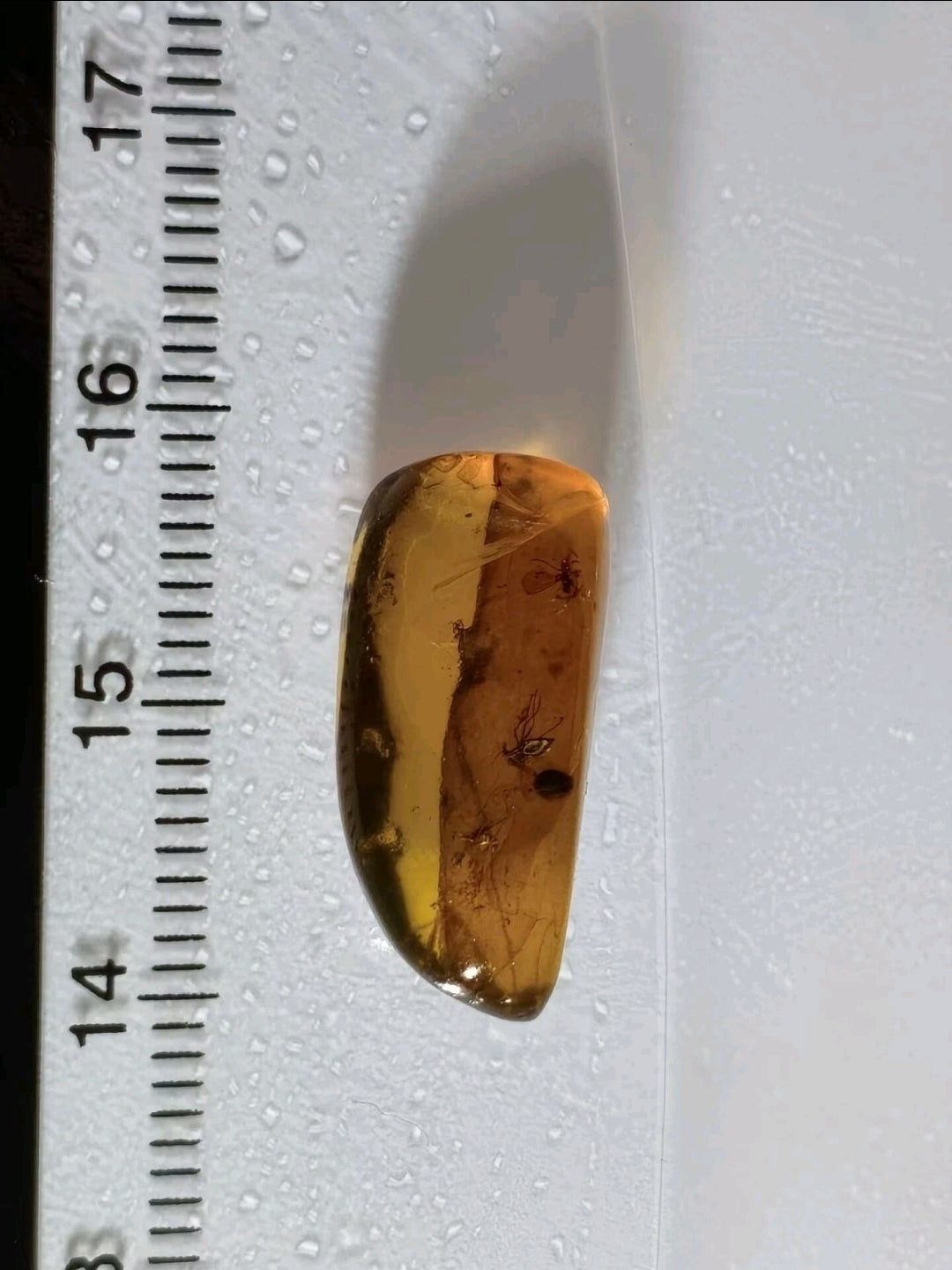2 Mosquitos in Burmese Amber