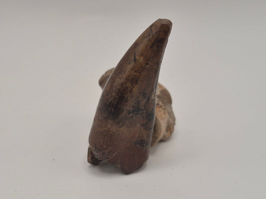 2.25" Tyrannosaurus Premax Tooth (Judith River)