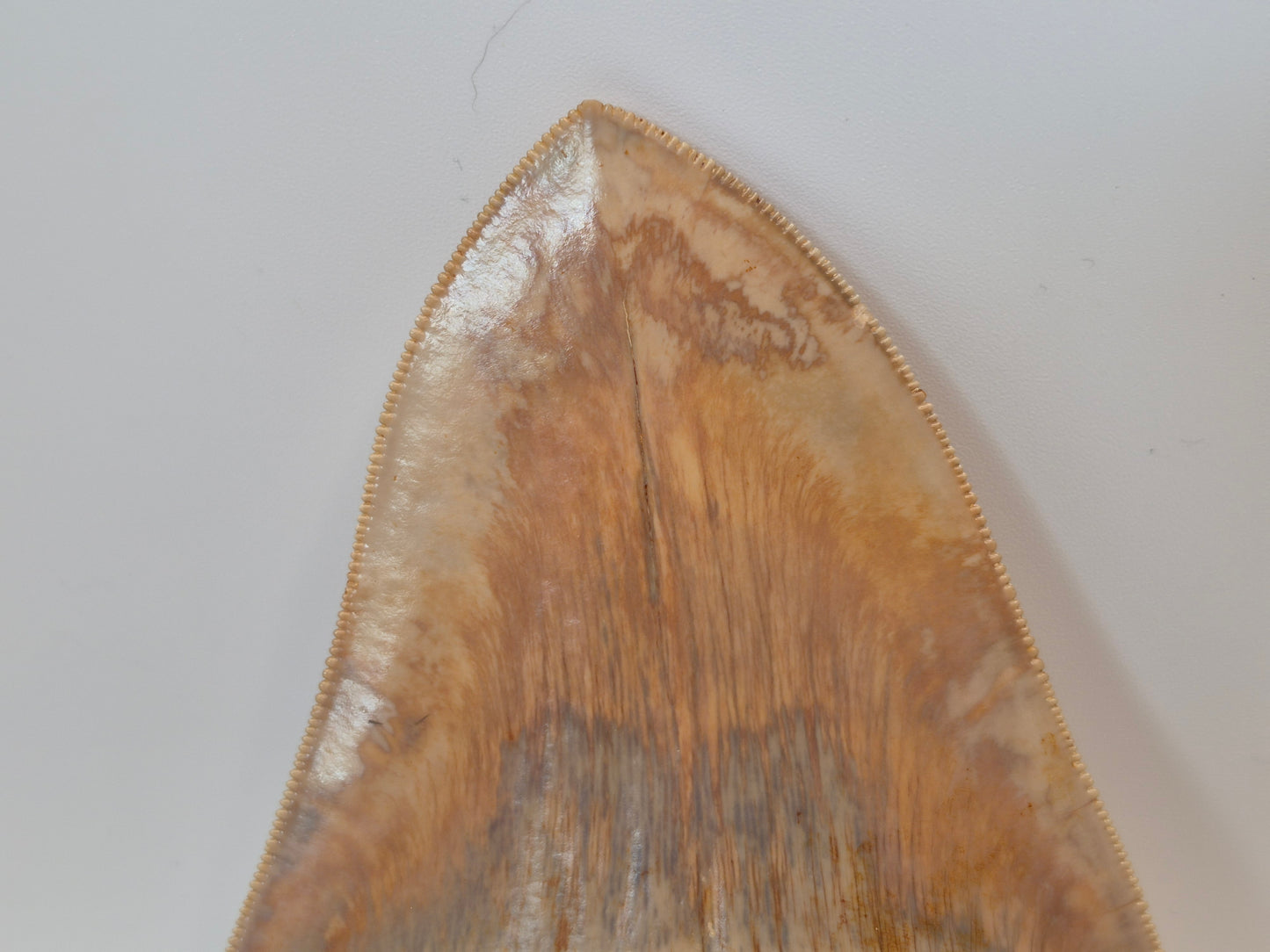 5.05" Megalodon Tooth(Indonesia)