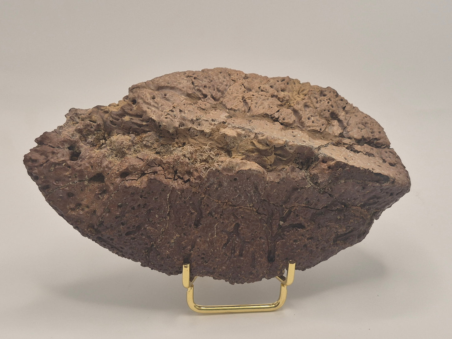 6.2" Ankylosaurus Scute (Judith River)