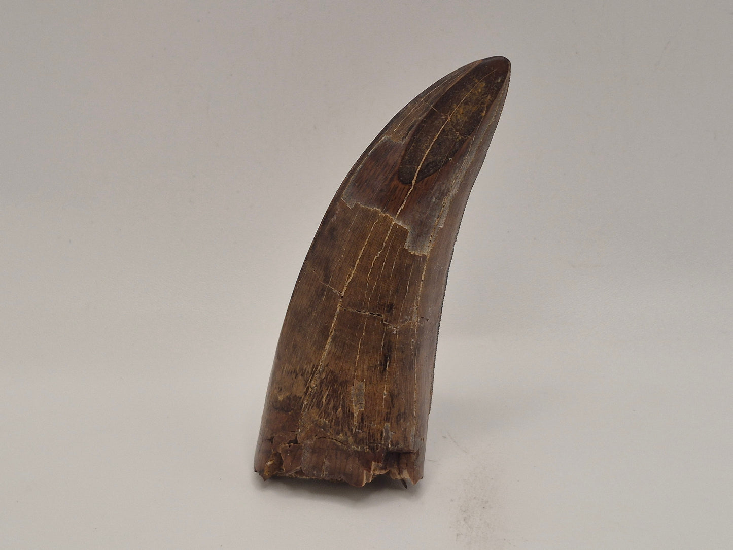 3.04" tyrannosaur Tooth(Judith River)