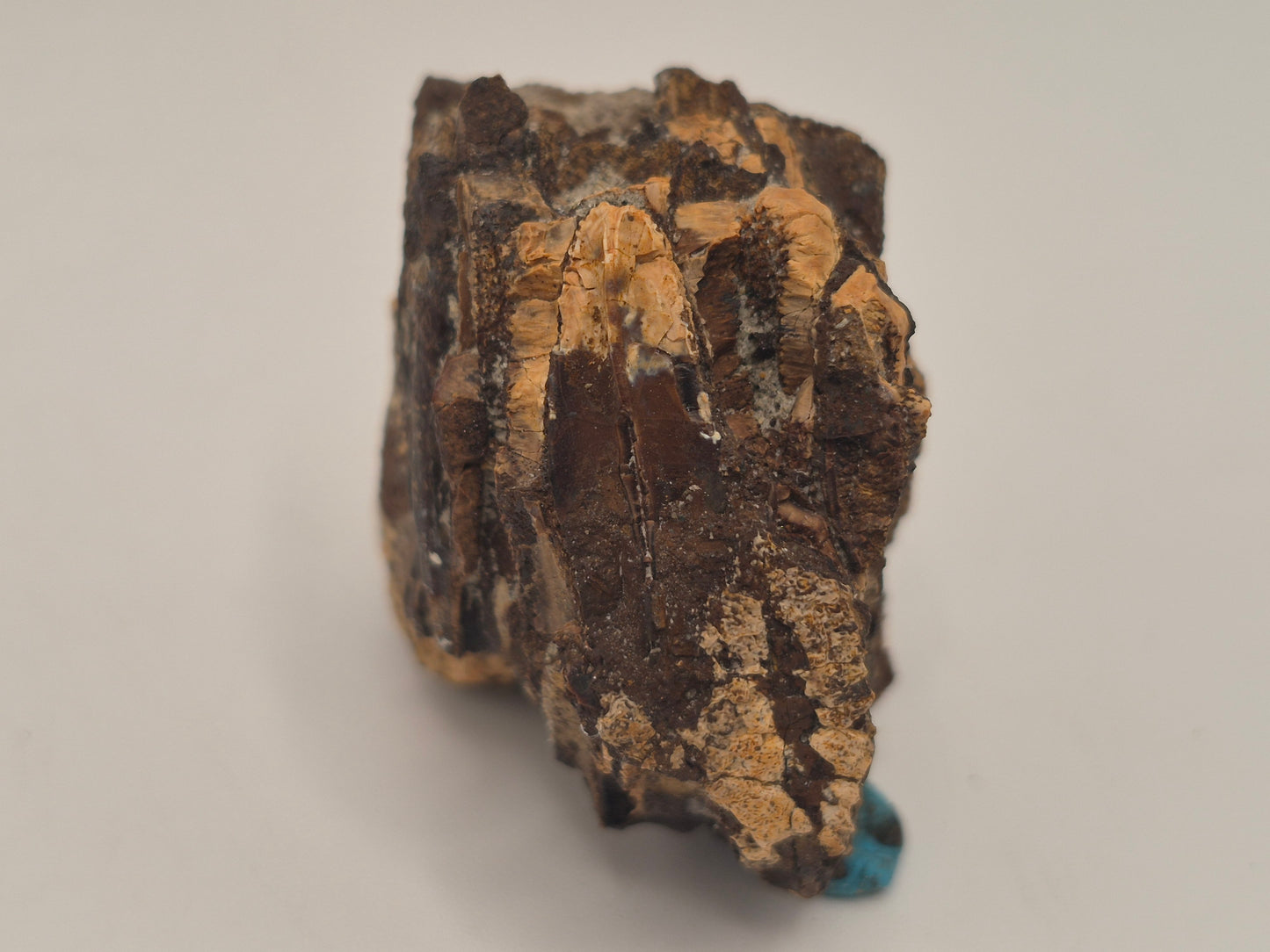 1.59" Hadrosaur jaw W/ Embedded Teeth(Judith River)