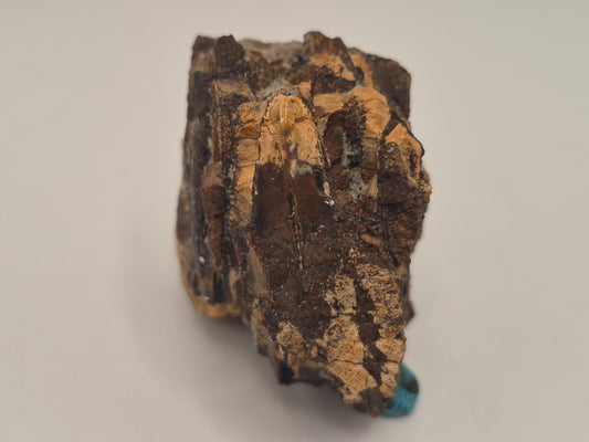 1.59" Hadrosaur jaw W/ Embedded Teeth(Judith River)