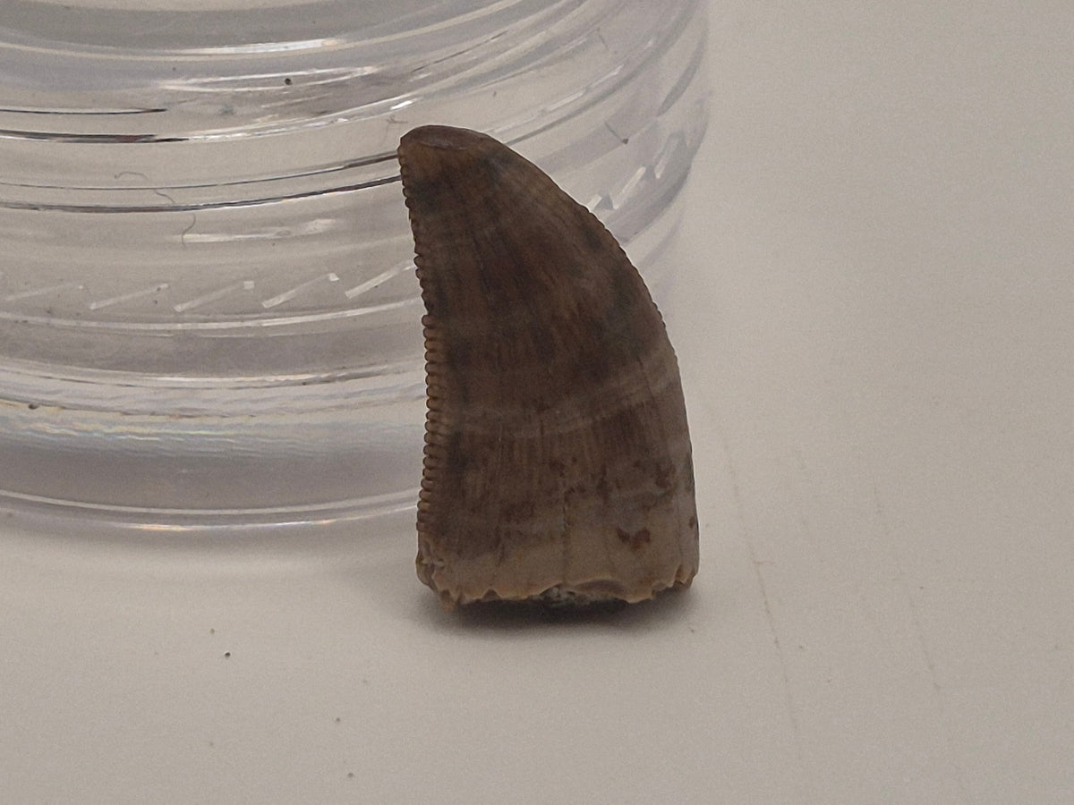 0.57" Dromaeosaurus Raptor Tooth (Judith River)