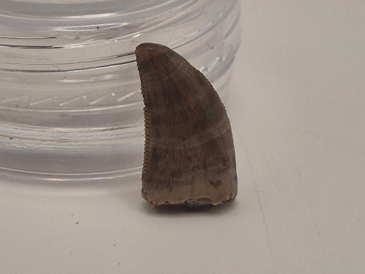 0.57" Dromaeosaurus Raptor Tooth (Judith River)