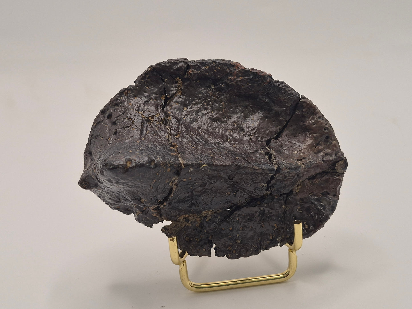 3.61" Ankylosaurus Spiked Scute (Judith River)