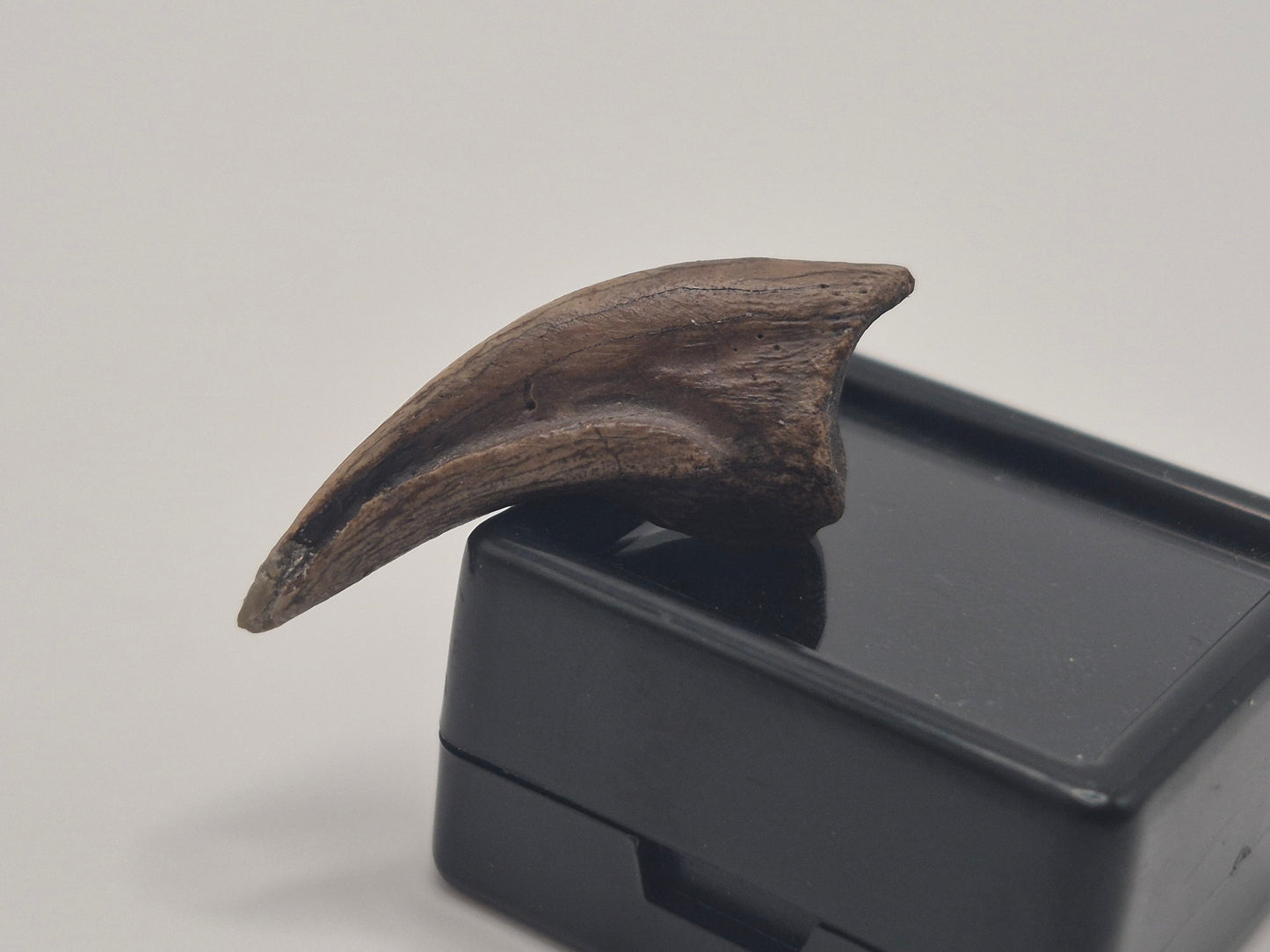 1.19" Troodon Toe claw(Judith River)